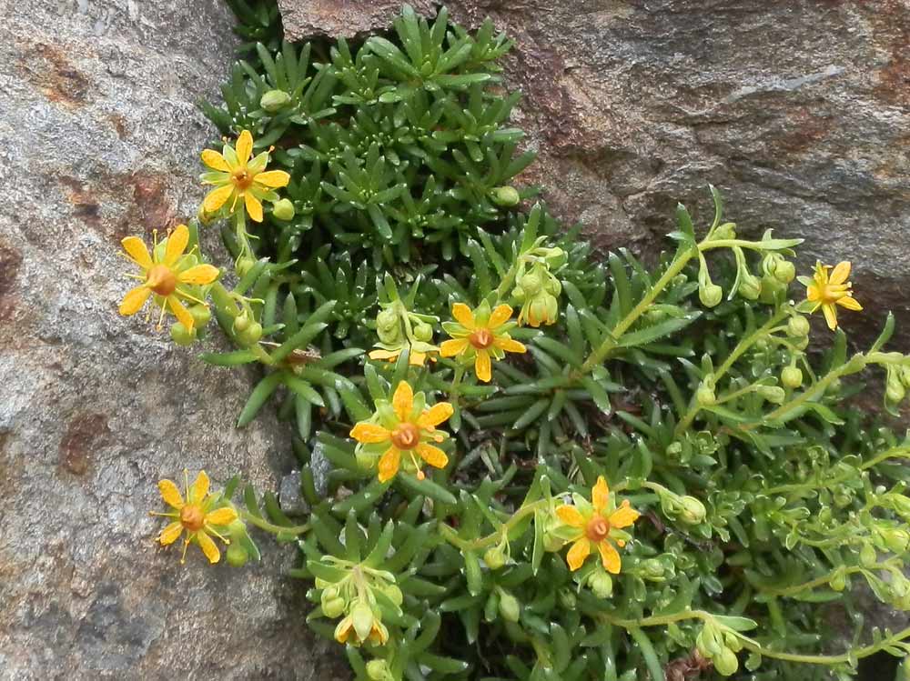 Saxifraga aizoides / Sassifraga autunnale