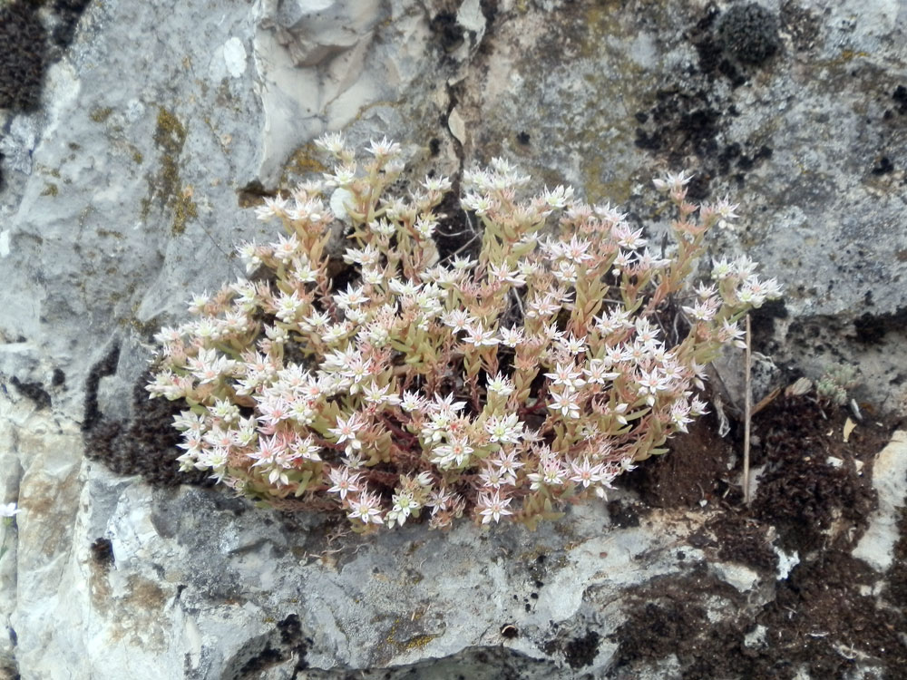 Sedum hispanicum / Borracina glauca