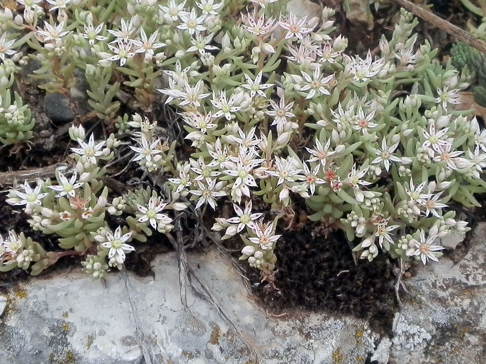 Sedum hispanicum / Borracina glauca