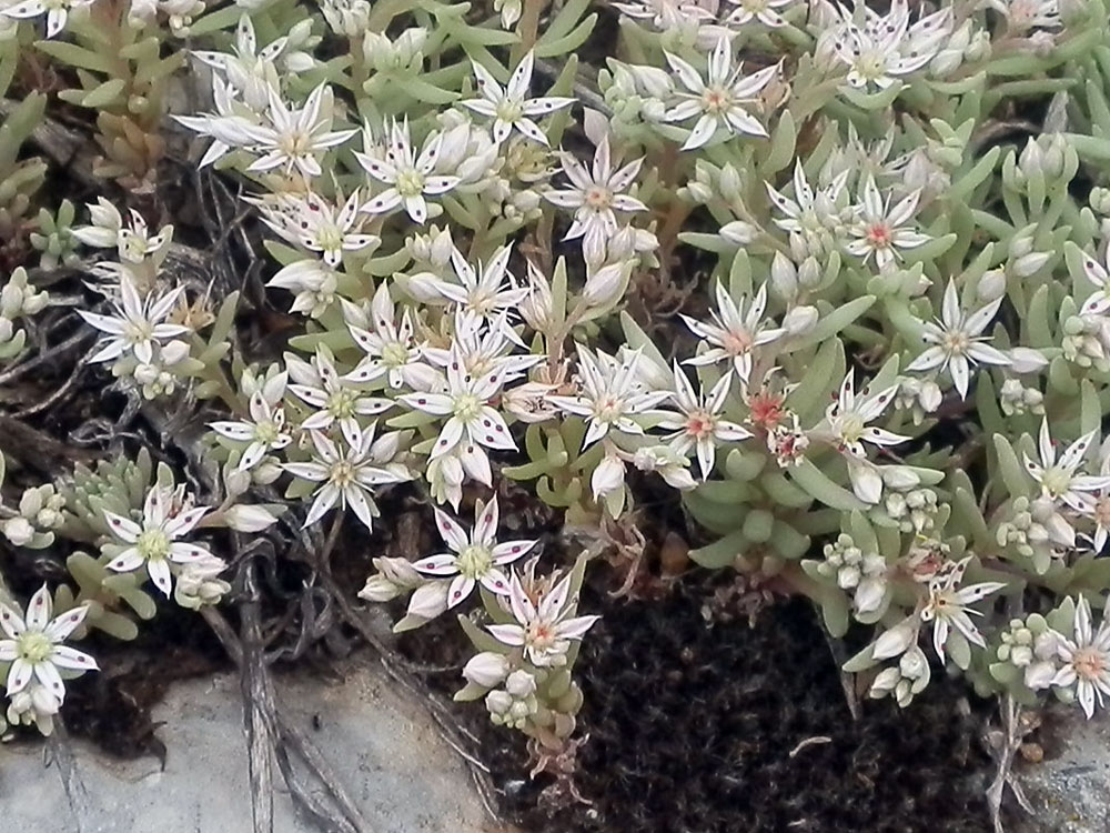 Sedum hispanicum / Borracina glauca