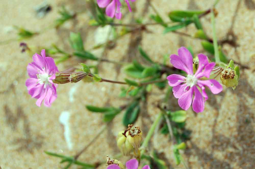 Silene colorata / Silene colorata
