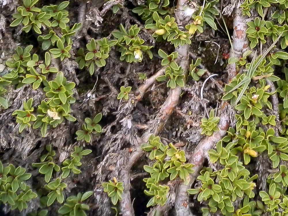 Salix serpyllifolia / Salice con foglie di serpillo