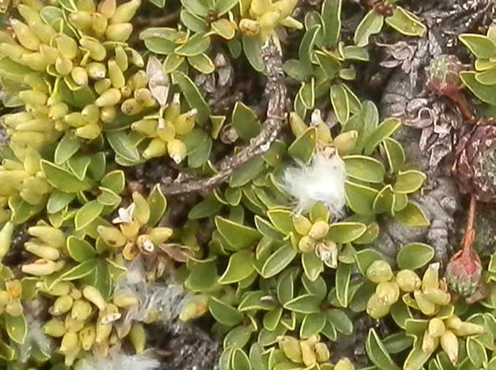 Salix serpyllifolia / Salice con foglie di serpillo