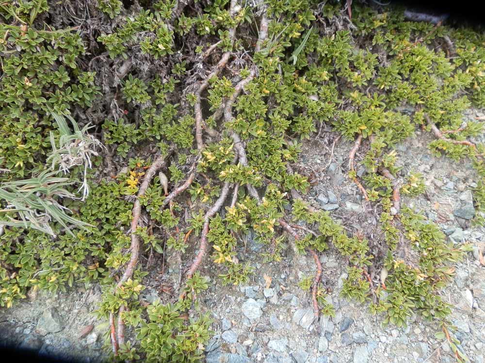 Salix serpyllifolia / Salice con foglie di serpillo
