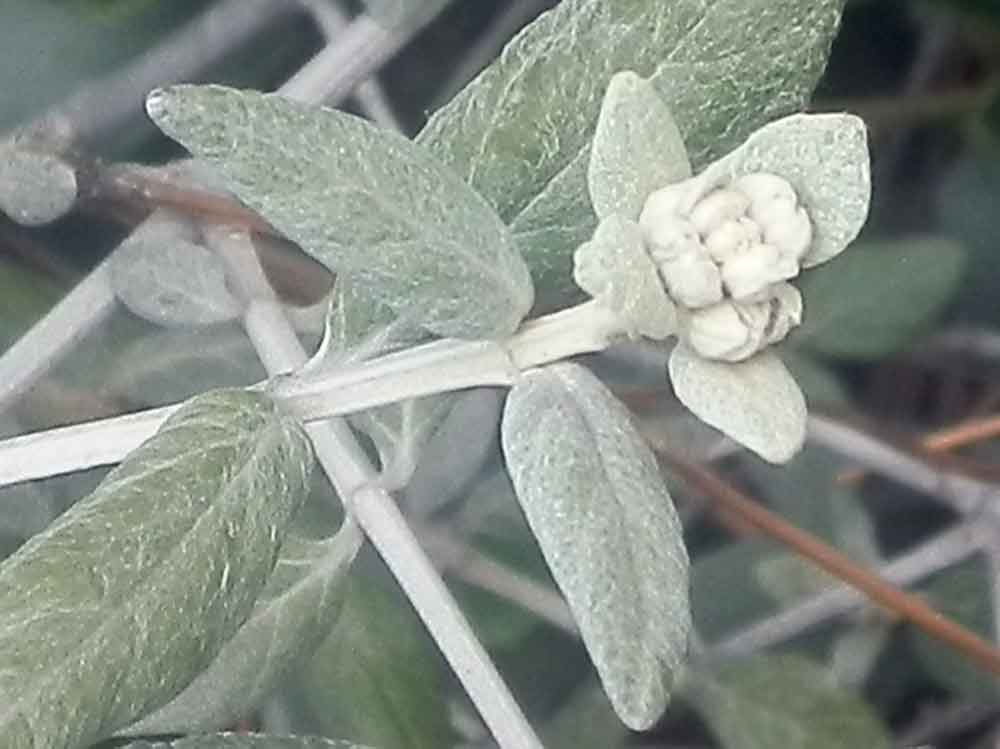 Pianta costiera - Liguria - Teucrium fruticans
