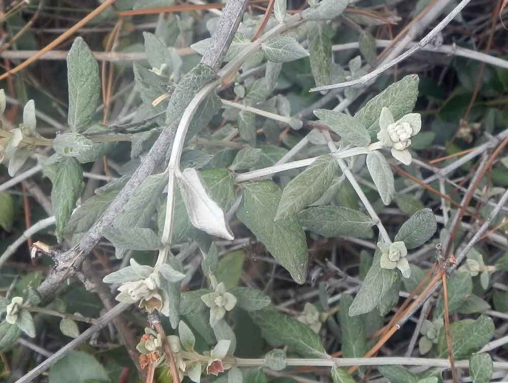 Pianta costiera - Liguria - Teucrium fruticans