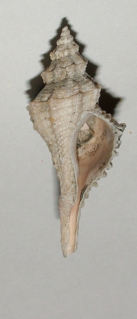 Heteropurpura polymorpha?