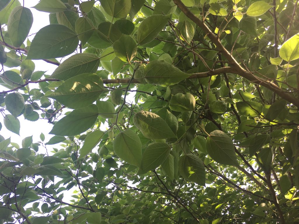 Pianta da riconoscere