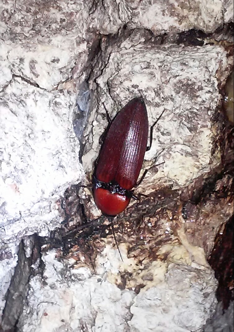 Elateridae: Elater ferrugineus