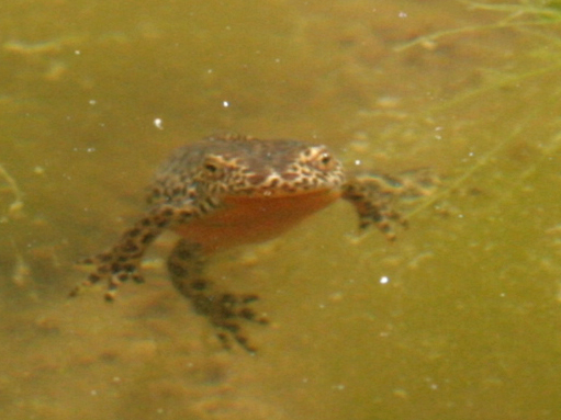 tritone da identificare - Ichthyosaura alpestris alpestris