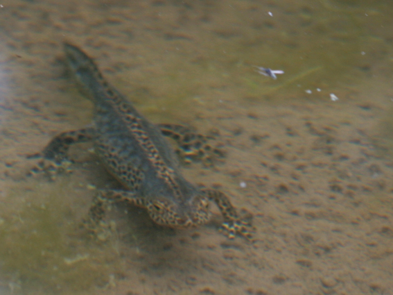 tritone da identificare - Ichthyosaura alpestris alpestris