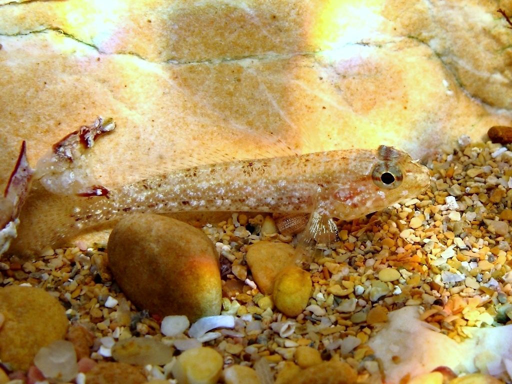 juvenile Gobius cobitis