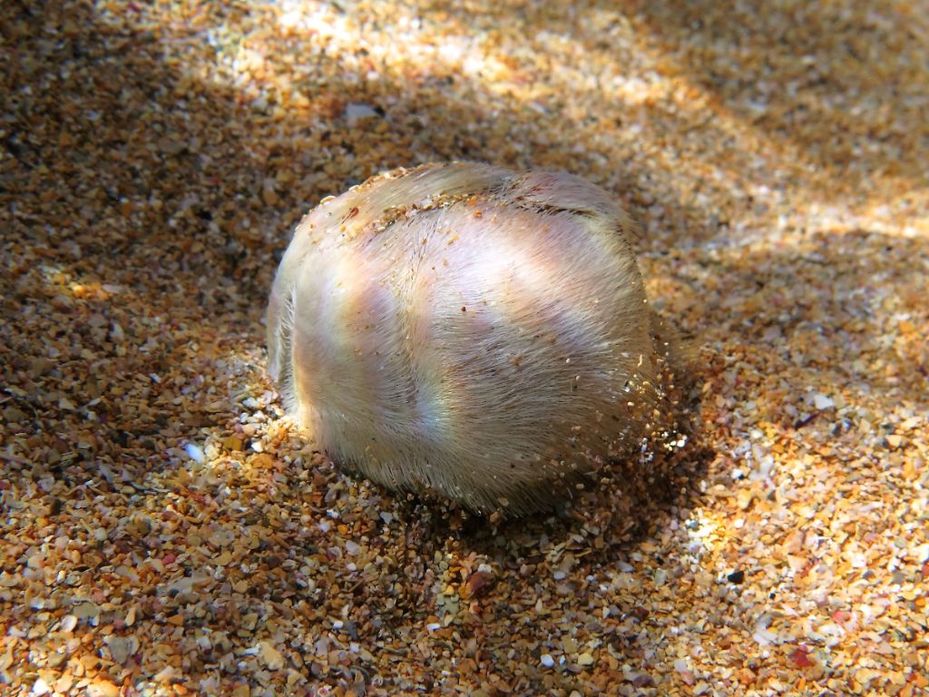 Echinocardium cf. mediterraneum da Minorca