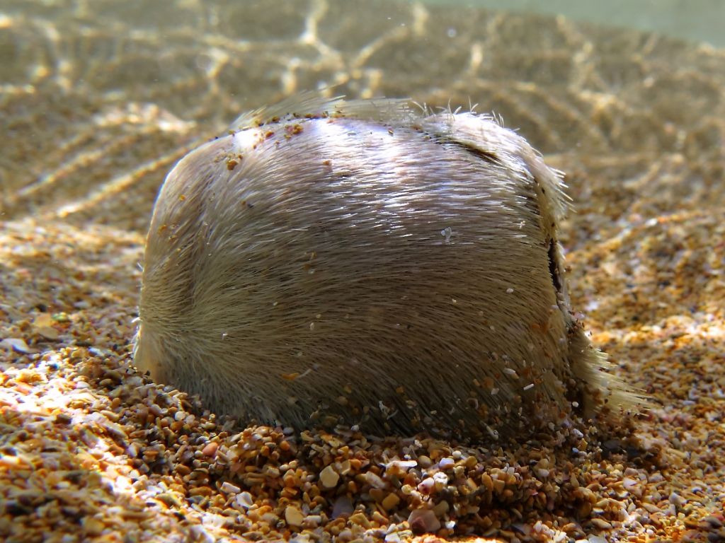 Echinocardium cf. mediterraneum da Minorca