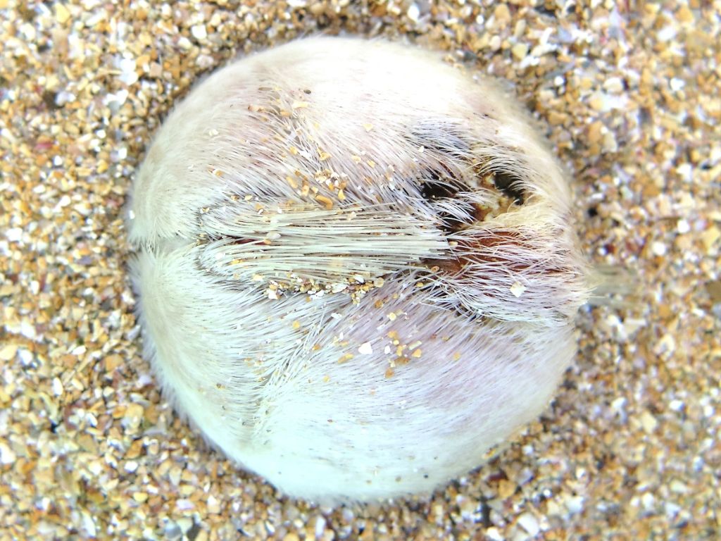 Echinocardium cf. mediterraneum da Minorca