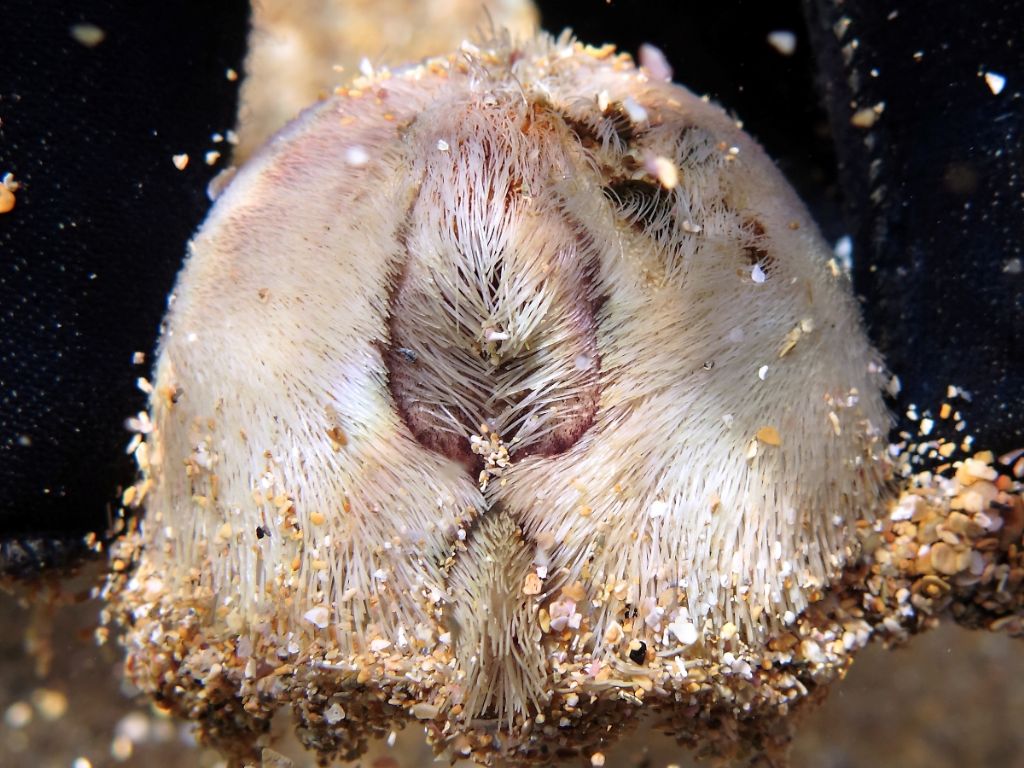 Echinocardium cf. mediterraneum da Minorca