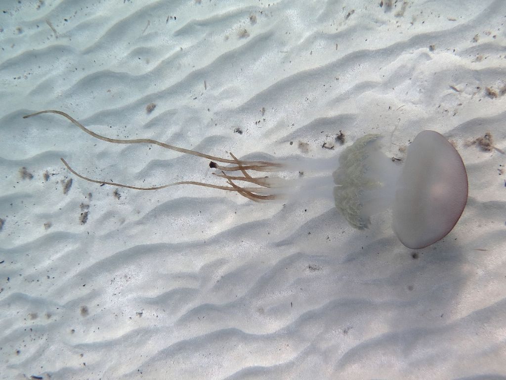 Rhizostoma luteum da Formentera