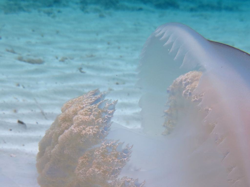 Rhizostoma luteum da Formentera