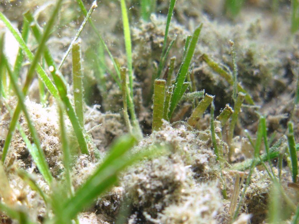 Zostera marina, Zostera noltei o Cymodocea nodosa?