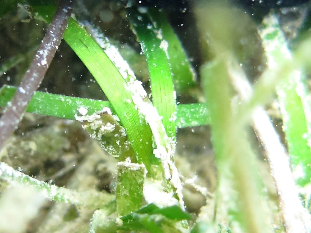 Zostera marina, Zostera noltei o Cymodocea nodosa?