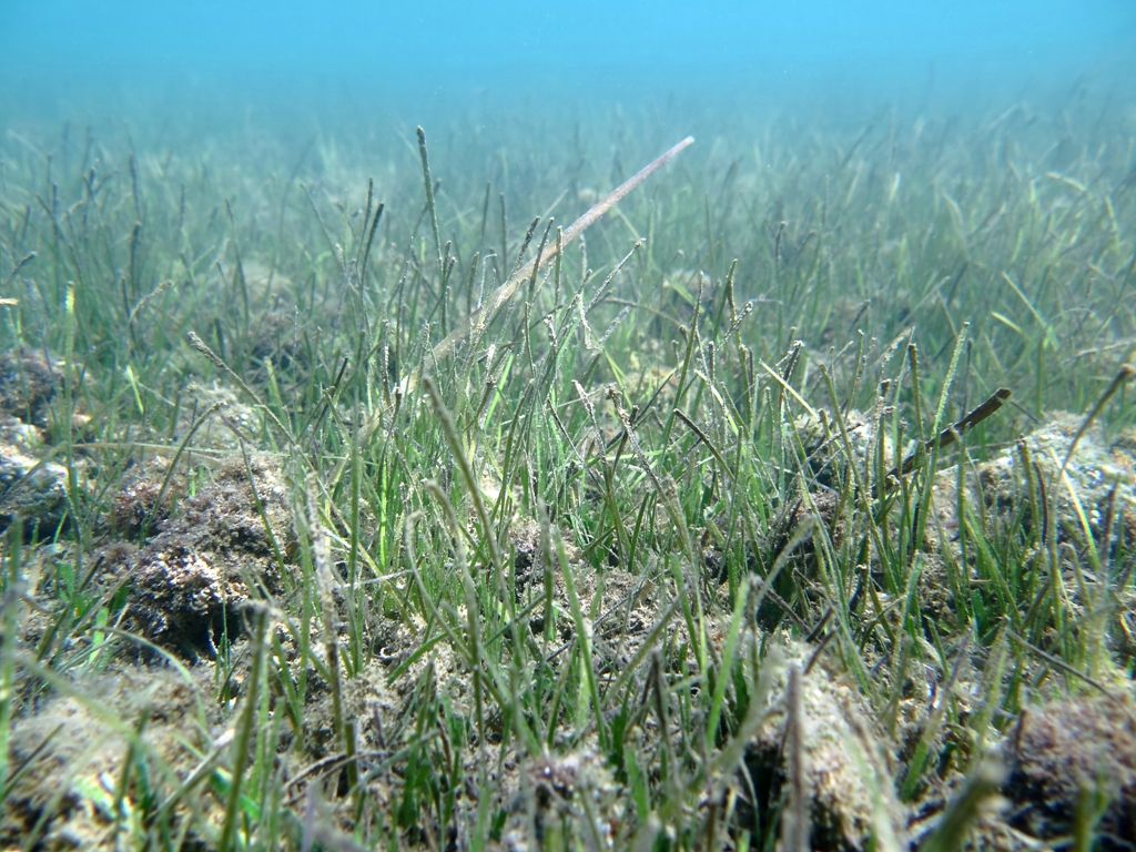 Zostera marina, Zostera noltei o Cymodocea nodosa?