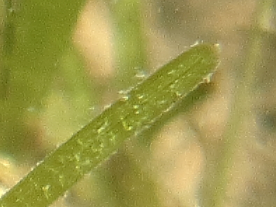 Zostera marina, Zostera noltei o Cymodocea nodosa?