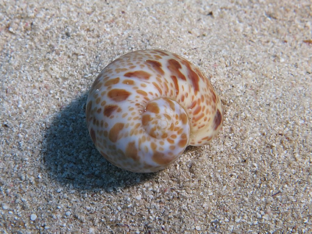 Naticarius hebraeus a Elafonissos (Peloponneso, Grecia)