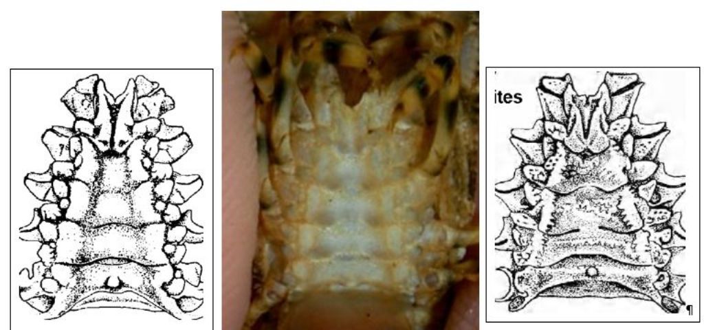 Scyllarus pygmaeus (Bate, 1888) - cicala pigmea