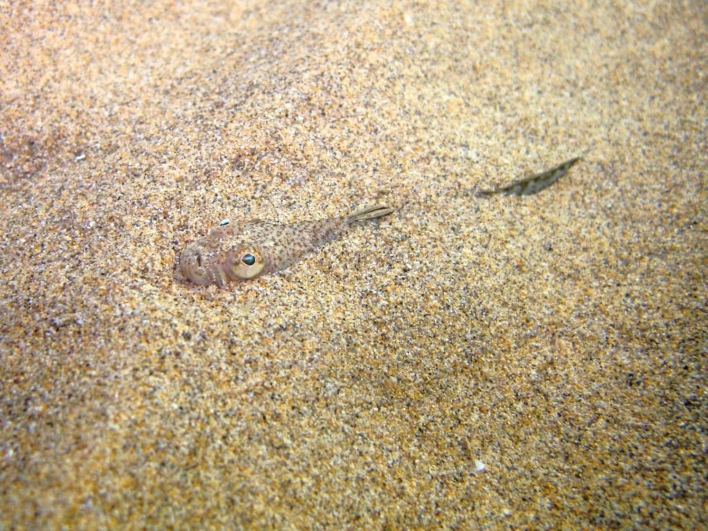 Echiichthys vipera (Cuvier, 1829)