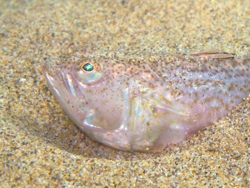 Echiichthys vipera (Cuvier, 1829)