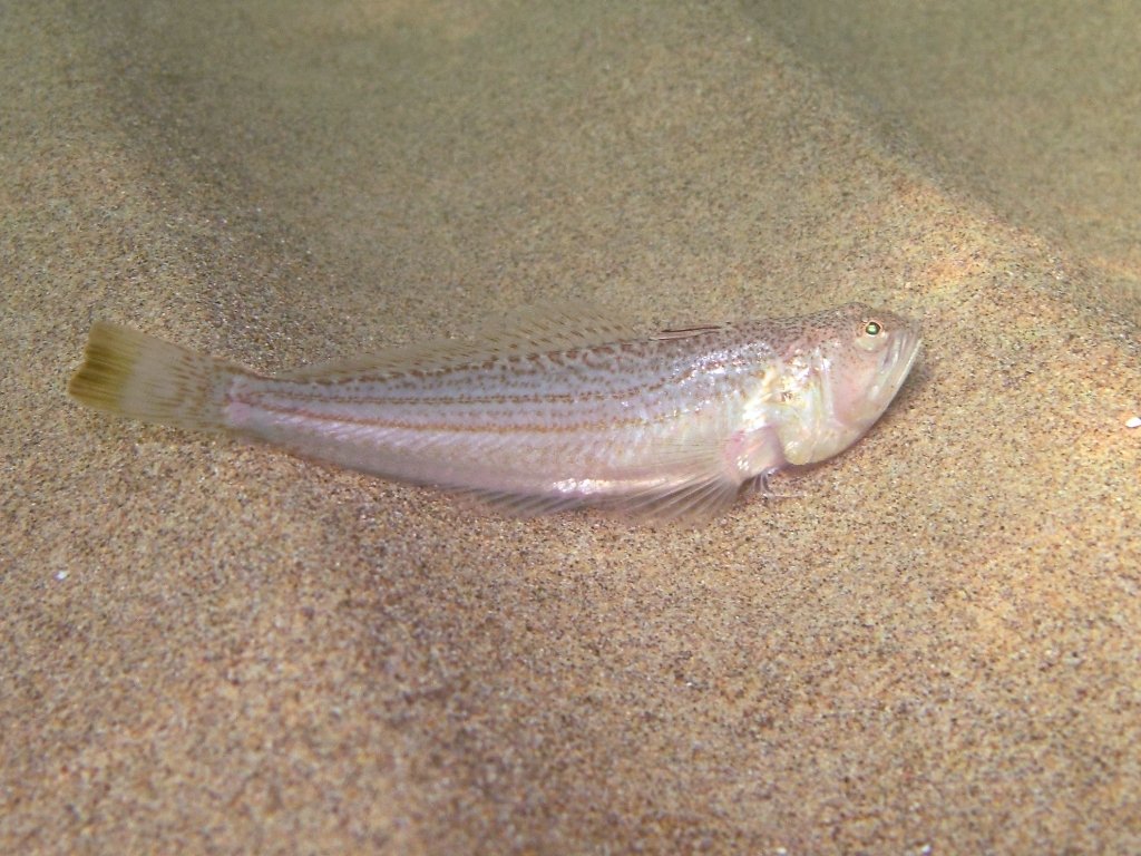 Echiichthys vipera (Cuvier, 1829)