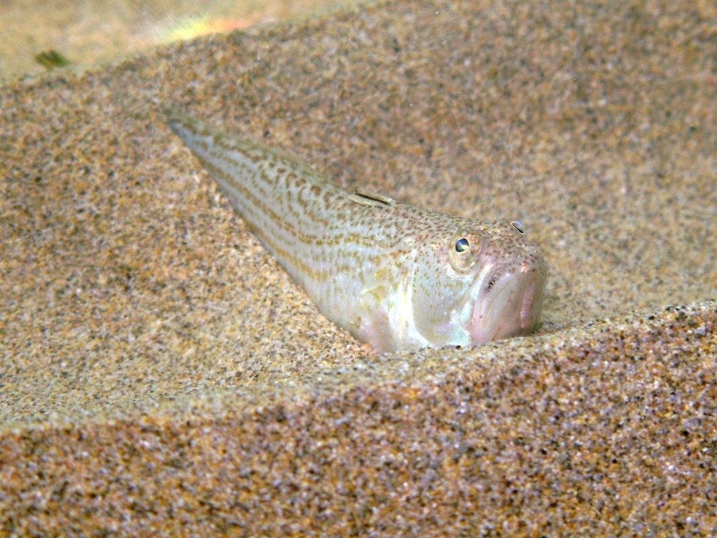 Echiichthys vipera (Cuvier, 1829)