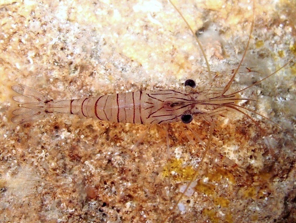 Palaemon serratus dalla livrea chiara