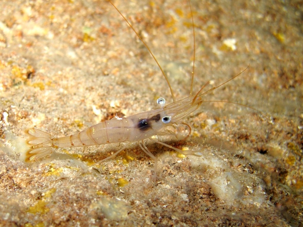 Palaemon serratus dalla livrea chiara