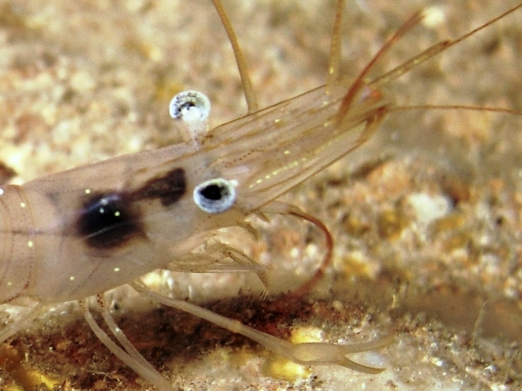 Palaemon serratus dalla livrea chiara