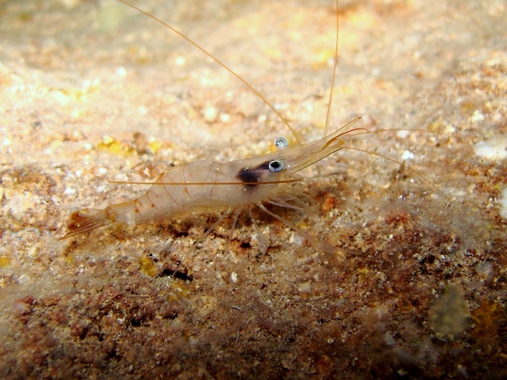 Palaemon serratus dalla livrea chiara