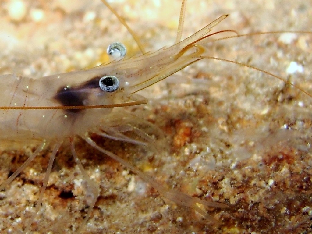 Palaemon serratus dalla livrea chiara