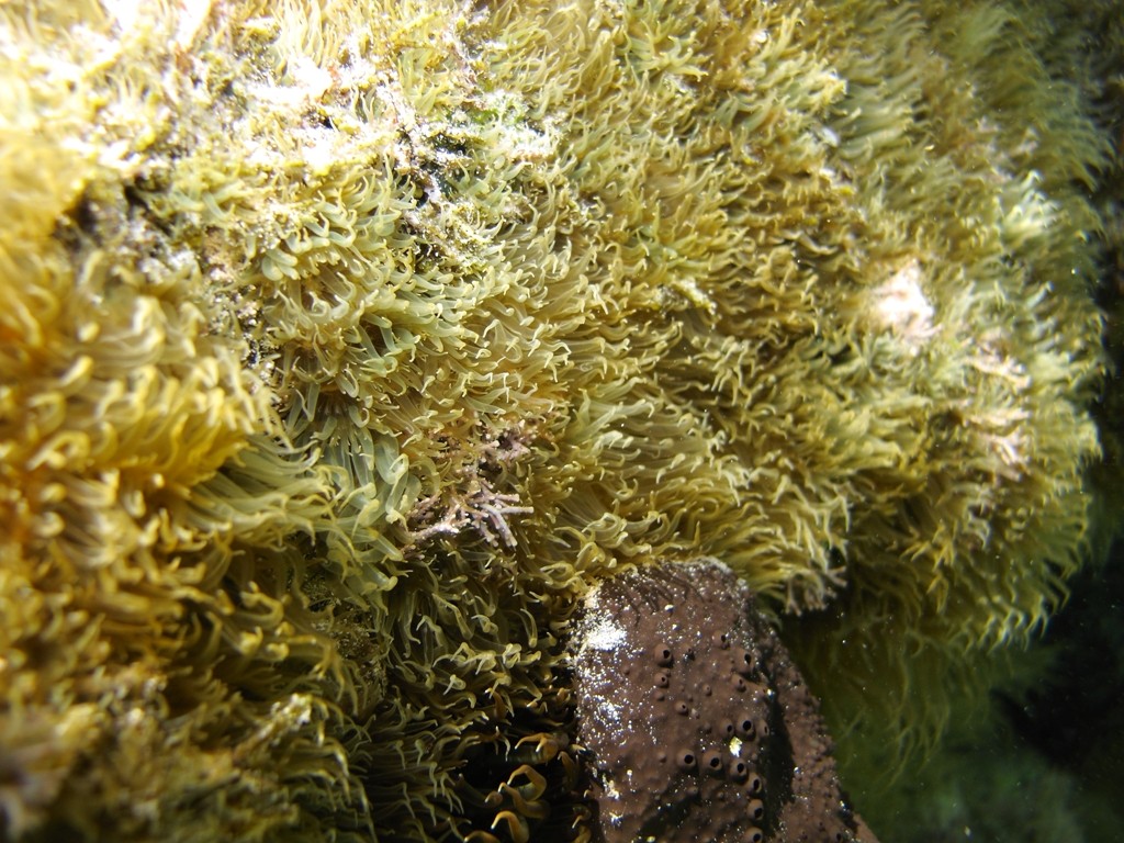 Aiptasia diaphana