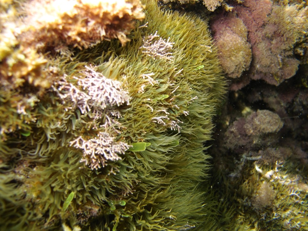 Aiptasia diaphana