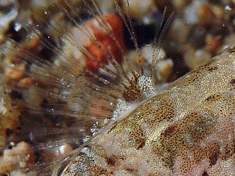 Millerigobius macrocephalus