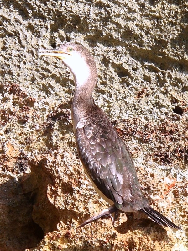 Marangoni dal ciuffo (Phalacrocorax aristotelis desmarestii)