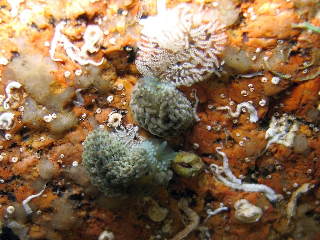 Aeolidiella alderi