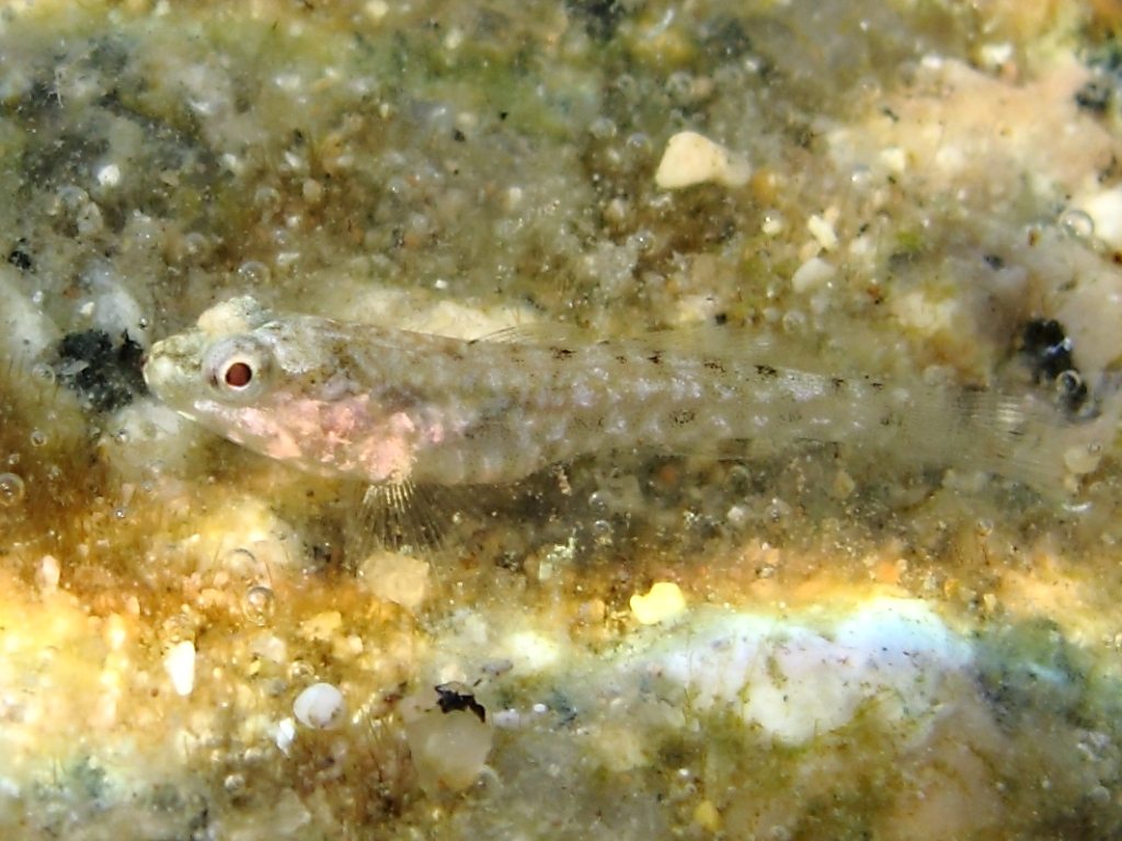 juvenile Gobius cobitis