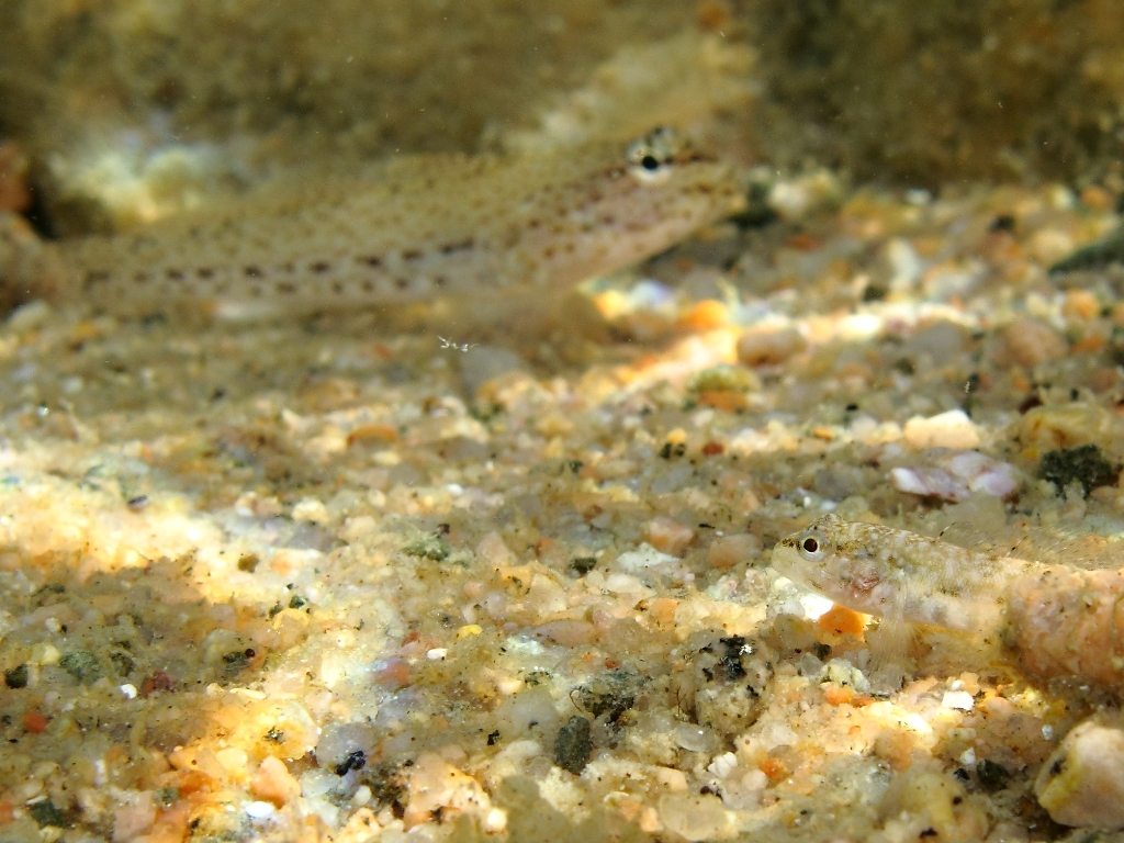 juvenile Gobius cobitis