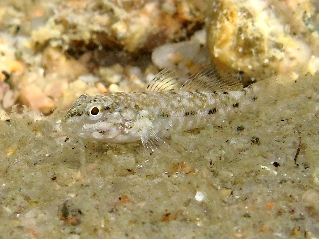 juvenile Gobius cobitis