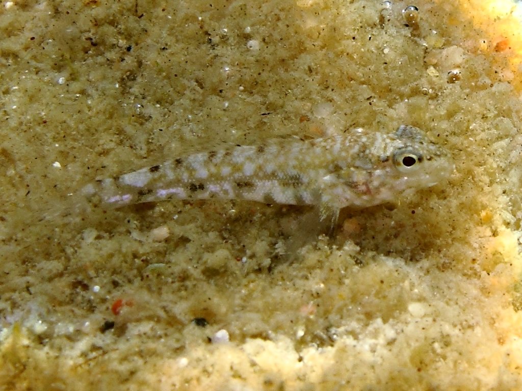 juvenile Gobius cobitis