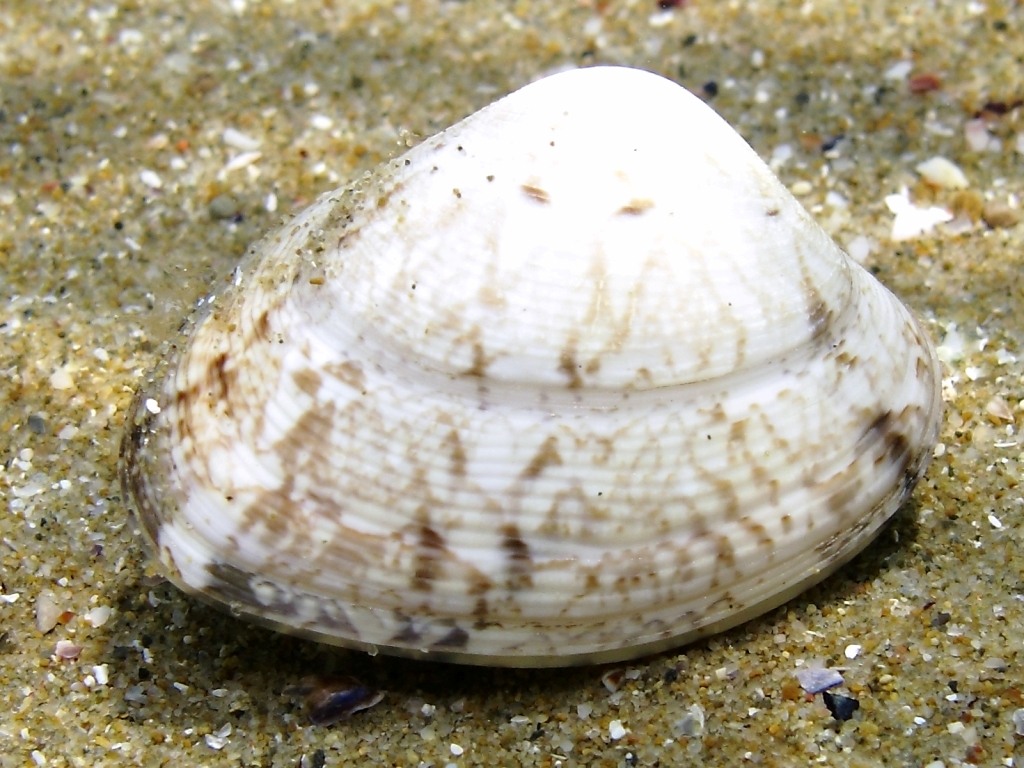 Venerupis aurea