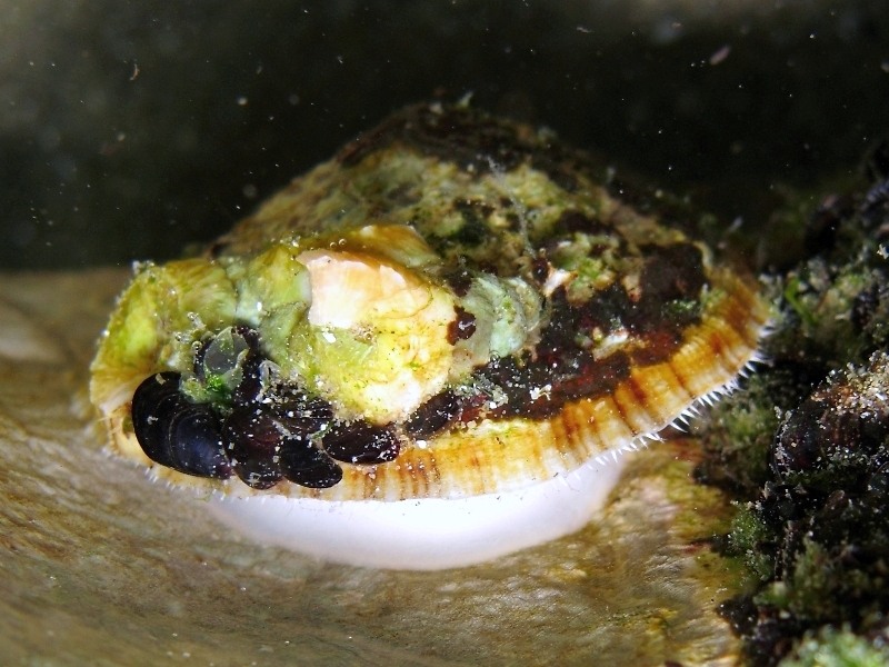 Patella caerulea