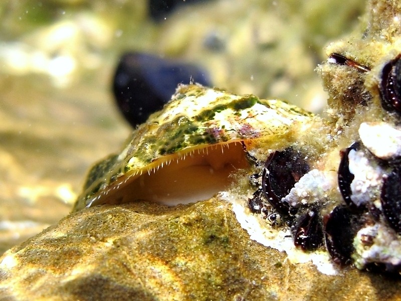 Patella caerulea