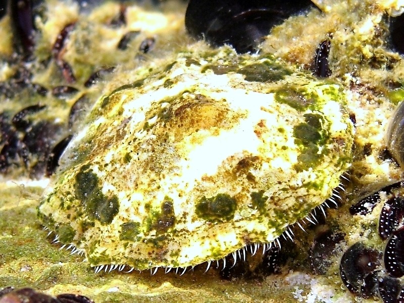 Patella caerulea